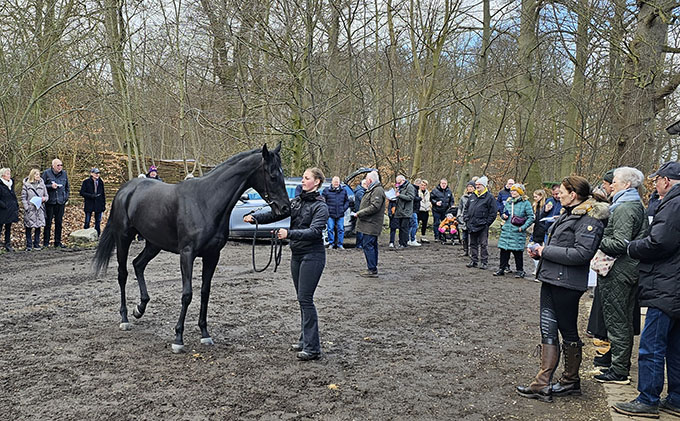 De mange fremmødte studerer her den 3-årige hoppe Fallen Angel (DEN), ejet af SVD A/S Foto: Ole Henrik Sørensen