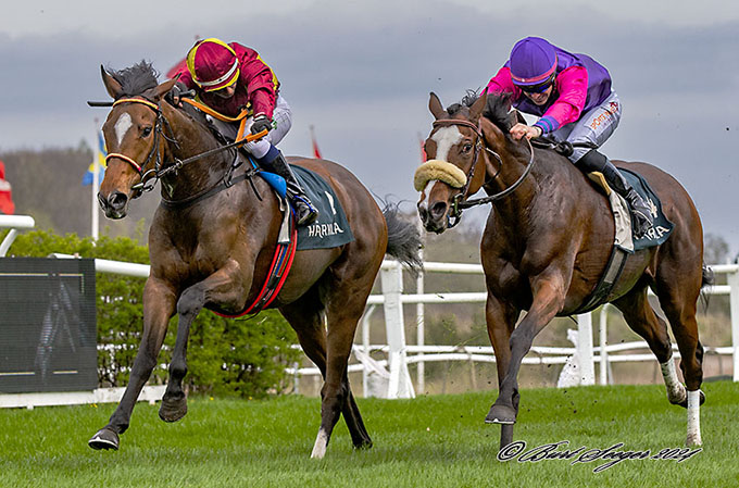 3-årige Troja (USA), ejet af Lone Kaj-Nielsen, blev
	redet til sejr af jockeylærling Mikkel Mortensen på Klampenborg Galopbanes sæsonåbning 13. april 2024. Foto Burt Seeger