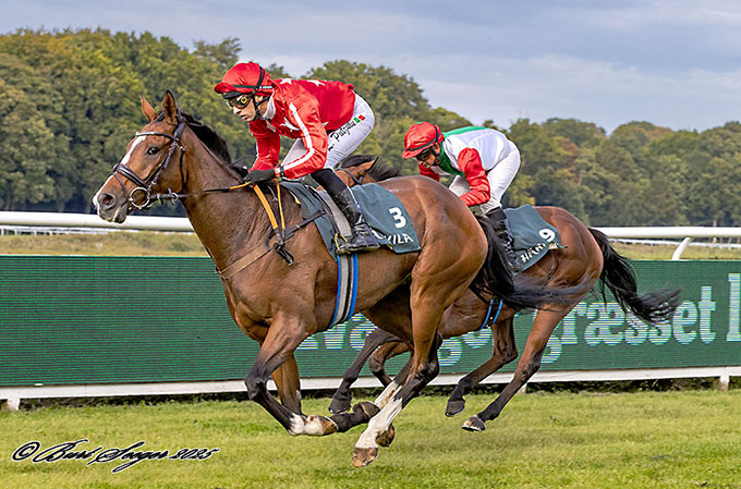 Esquire Hill (SWE), ejet af Helle Christensen og redet til sejr af jockey Lorenzo Putzulu i et Kl. 2 hcp den 20/9, Klampeborg. Foto Burt Seeger