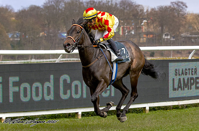 First (DEN) med jockey Carlos Lopez på vej mod sin anden sejr lørdag den 12. april 2025, Klampenborg Galopbane. Foto: Burt Seeger