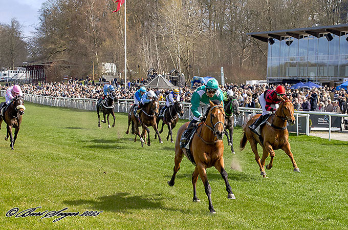 Nuevo Estrella (IRE) med jockey Carlos Lopez på vej mod en sikker sejr, åbningsdagen, lørdag den 12. april 2025, Klampenborg. Foto: Burt Seeger. 