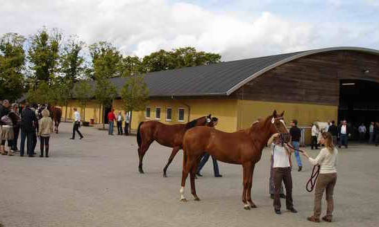 Der venter deltagerne en spændende guided tur på på York Stutteri 15. marts 2025 med indsigt i avl og afkom.  