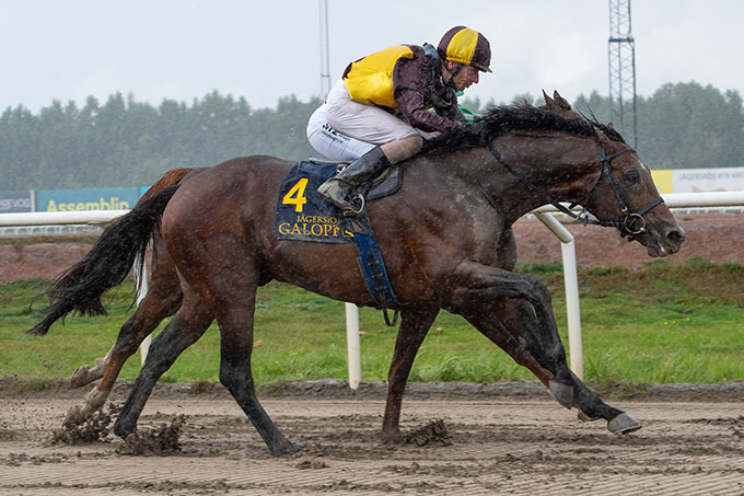 Geoffrey (GB) med jockey Jacob Johansen nedkæmpede i alt ni  modstandere i et Hcp. kl. 3 på Jägersro 13. sep. 2026 Foto: Stefan Olsson / Svensk Galopp