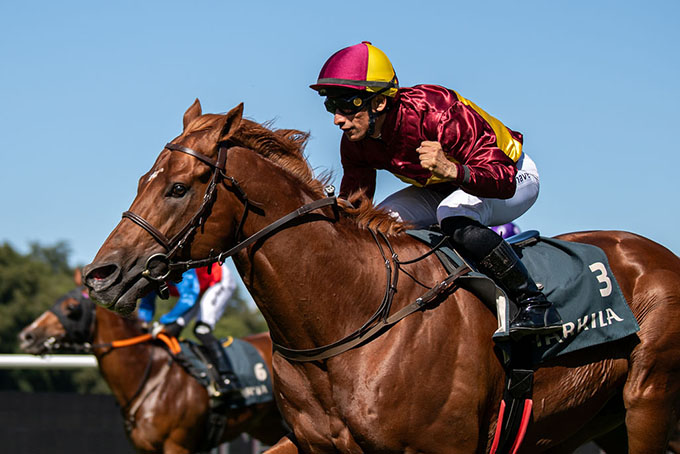 Great Wish (IRE) tilhører toppen af skandinavisk-trænede sprintere. Her på vej mod sejr i  Zawawi Sprint Cup (L), 
	lørdag 1. aug. 2026, redet af jockey Elione Chaves. Foto: Johanna Friberg - https://fribergpics.pixieset.com/