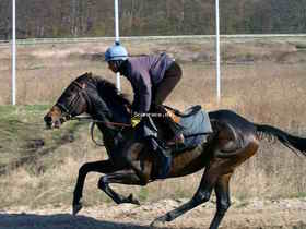 Jockeylærling Danny Patil Træner. Foto: Scanrace.dk Jockeylærling Danny Patil træner